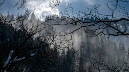 Foto de Paisaje de niebla que fluye sobre el bosque montañoso cubierto de nieve. Paisaje invernal, clima frío, ventisca y tormenta - Imagen libre de derechos