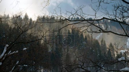 Foto de Hermoso paisaje de sol que brilla sobre el bosque invernal creciendo en montañas cubiertas de nieve. Paisaje invernal, clima frío, ventisca y tormenta - Imagen libre de derechos