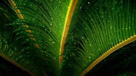 Téléchargez les photos : Gros plan de feuilles de palmier vert frais avec des gouttelettes d'eau dessus. Contexte naturel abstrait ou toile de fond. - en image libre de droit