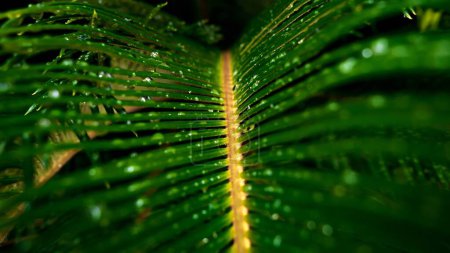 Téléchargez les photos : Photo macro de la caméra se déplaçant le long des feuilles humides de palmier tropical après la pluie dans la jungle. Contexte naturel abstrait ou toile de fond - en image libre de droit