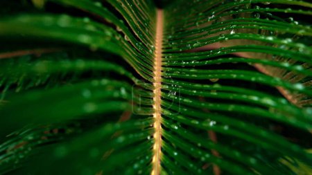 Photo for Macro shot of steam and palm tree leaves with dew and rain water droplets. - Royalty Free Image