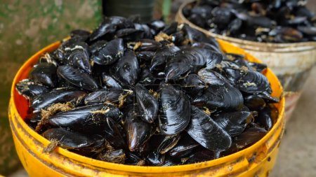 Photo for Closeup shot of raw mussels in shells in plastic buckets on fish market at sea port. - Royalty Free Image