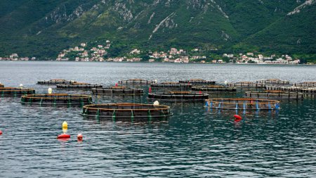 Photo for Floating round fish or mussel farms at sea bay. Seafood business and farming. - Royalty Free Image