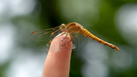 Téléchargez les photos : Photo macro de libellule aux ailes transparentes assise sur un doigt féminin. Harmonie entre les hommes et la nature. - en image libre de droit