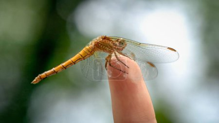 Téléchargez les photos : Gros plan d'une libellule assise sur un doigt féminin. Harmonie dans la nature. - en image libre de droit