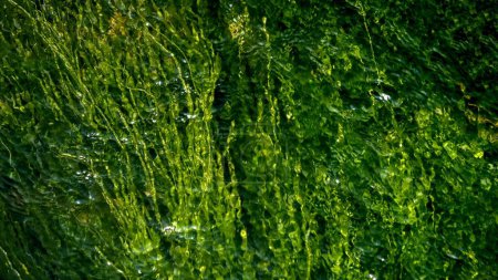 Téléchargez les photos : Photo abstraite d'algues vertes et d'algues ondulant et se déplaçant dans un cours d'eau rapide. - en image libre de droit