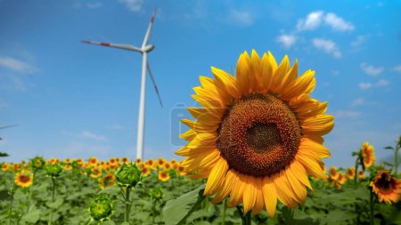 Foto de Turbinas eólicas generadoras de energía eléctrica que trabajan en un campo de girasol en un día soleado y ventoso. Concepto de energía renovable, protección de la naturaleza, fuentes alternativas de energía y agricultura - Imagen libre de derechos
