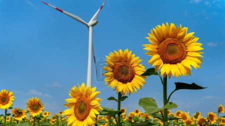 Foto de Turbinas eólicas girando graciosamente en medio de un campo de girasol en un día soleado y ventoso. Energías renovables, conservación de la naturaleza, fuentes alternativas de energía y agricultura. - Imagen libre de derechos