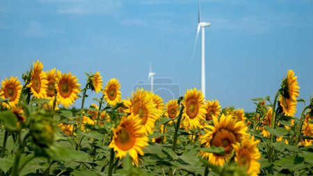 Foto de Turbinas eólicas aprovechando la energía eólica en un campo de girasol en un día brillante y ventoso. - Imagen libre de derechos