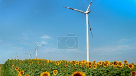 Photo for Beautiful sunflower field on a windy sunny day with spinning wind turbines generating electricity power. - Royalty Free Image