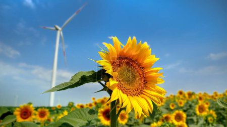 Photo for Sunflower's perspective: Wind power turbines and electric windmills spinning on a windy sunny day. - Royalty Free Image