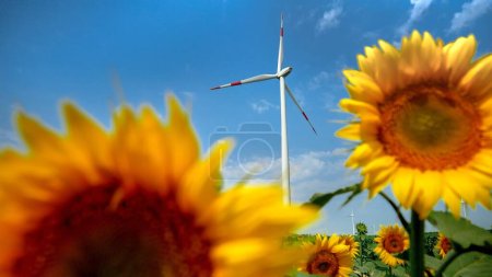 Foto de La belleza de la naturaleza y la tecnología: Primer plano del girasol con turbinas eólicas y molinos de viento eléctricos en el fondo. - Imagen libre de derechos