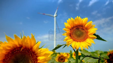Photo for Closeup of sunflower field growing against power generating wind turbines. Renewable energy, agriculture and ecology. - Royalty Free Image