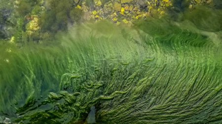 Téléchargez les photos : Algues vertes ou herbiers marins qui coulent lentement dans des vagues calmes. - en image libre de droit