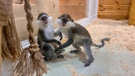 Téléchargez les photos : Deux singes drôles jouant et s'amusant dans le zoo derrière la barrière de verre. - en image libre de droit