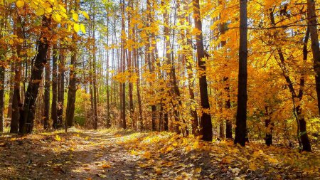 Foto de Viento soplando hojas amarillas de otoño iluminadas por rayos de luz del atardecer y cayendo sobre el bosque o el suelo del parque. - Imagen libre de derechos