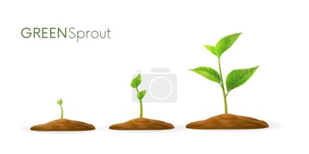 Illustration for Realistic sprouts 3D.Phases plant growing.Evolution concept. Seeds sprout in ground. Sprout, plant, tree growing agriculture icons. Vector illustration isolated on white background. - Royalty Free Image