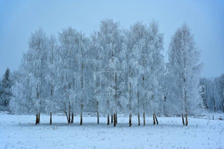 Photo for Grove of birch trees covered in frost Kumla Sweden december 5 2022 - Royalty Free Image