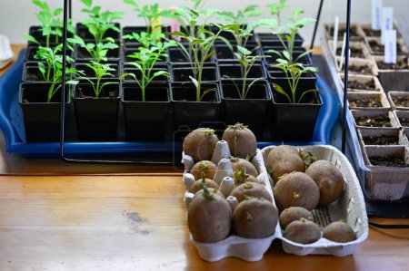 Téléchargez les photos : Table avec plants de tomate et pommes de terre de semence Kumla Suède 20 avril 2023 - en image libre de droit