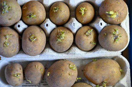 Téléchargez les photos : Pommes de terre de semence couchées près de la fenêtre avant la plantation Kumla Suède 20 avril 2023 - en image libre de droit