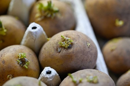 Téléchargez les photos : Pommes de terre de semence couchées près de la fenêtre avant la plantation Kumla Suède 20 avril 2023 - en image libre de droit