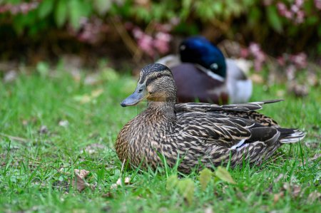 Photo for Female and male mallards lying on green grass Orebro Sweden may 15 2023 - Royalty Free Image