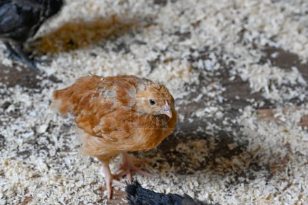 Téléchargez les photos : Jeunes poulets appelés poulets Hedemora à Kumla en Suède 29 mai 2023 - en image libre de droit