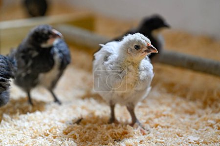 Téléchargez les photos : Jeunes poulets appelés poulets Hedemora à Kumla en Suède 29 mai 2023 - en image libre de droit