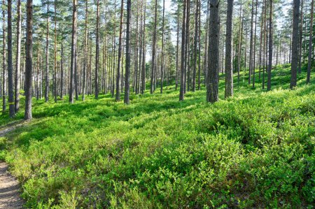 Foto de Sendero a través del bosque de pinos con muchos arbustos de arándanos Hallsberg Suecia junio 15 2023 - Imagen libre de derechos