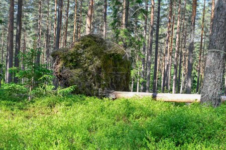 Photo for Pine forest with windthrow on rock Hallsberg Sweden june 15 2023 - Royalty Free Image