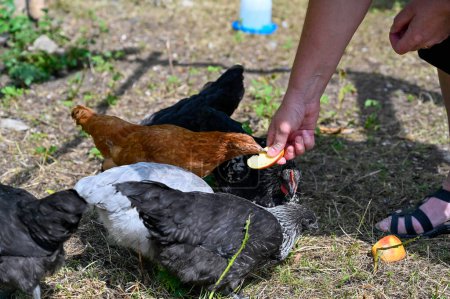 Téléchargez les photos : Femme qui donne des pommes aux poulets dans le jardin Kumla Suède 9 juillet 2023 - en image libre de droit