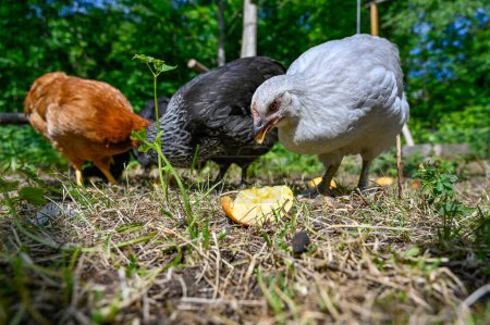 Téléchargez les photos : Poulets mangeant des pommes dehors dans le jardin Kumla Suède 9 juillet 2023 - en image libre de droit