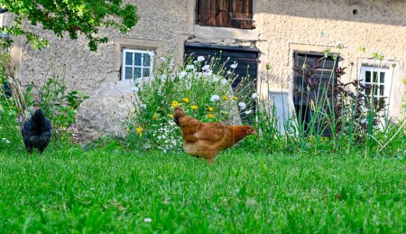 Téléchargez les photos : Poule marchant sur l'herbe verte avec grange derrière Kumla Suède 25 juillet 2023 - en image libre de droit