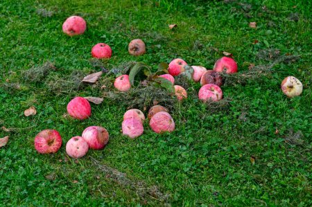 Foto de Manzanas rojas caídas del árbol sobre hierba Kumla Suecia agosto 25 2023 - Imagen libre de derechos