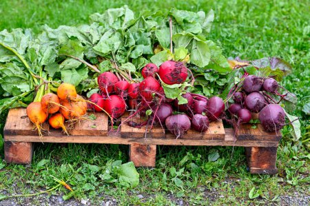 Téléchargez les photos : La betterave rouge et d'autres légumes ensemble en août Orebro Suède août 26 2023 - en image libre de droit