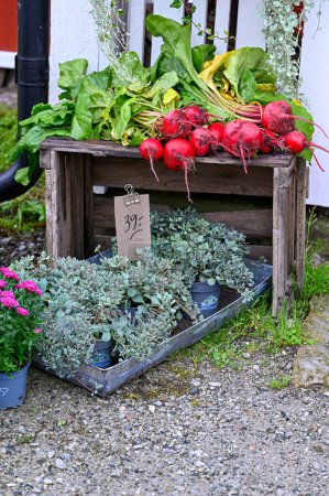 Téléchargez les photos : La betterave rouge et d'autres légumes ensemble en août Orebro Suède août 26 2023 - en image libre de droit