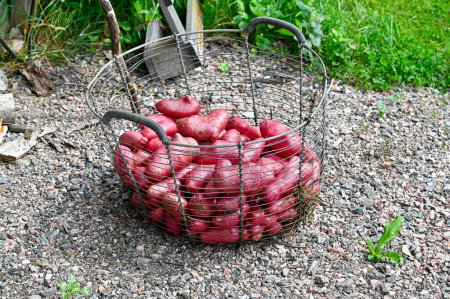 Téléchargez les photos : Pommes de terre Cherie nettoyées prêtes à cuire Kumla Suède 27 août 2023 - en image libre de droit