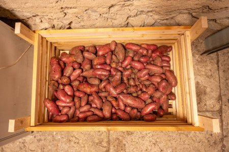 Téléchargez les photos : Pomme de terre rouge Cherie stockée dans une chambre froide et sombre Kumla Suède 5 septembre 2023 - en image libre de droit