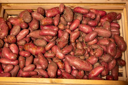 Téléchargez les photos : Pomme de terre rouge Cherie stockée dans une chambre froide et sombre Kumla Suède 5 septembre 2023 - en image libre de droit