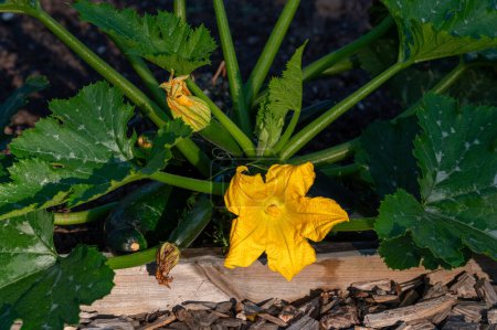 Téléchargez les photos : Usine de courgette aux fleurs jaune doré et aux feuilles vertes Kumla Suède 27 septembre 2023 - en image libre de droit