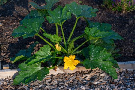Téléchargez les photos : Usine de courgette aux fleurs jaune doré et aux feuilles vertes Kumla Suède 27 septembre 2023 - en image libre de droit