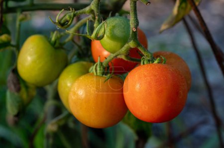 Téléchargez les photos : Cluster de tomates suspendus à l'extérieur à la lumière du matin Kumla Suède 27 septembre 2023 - en image libre de droit
