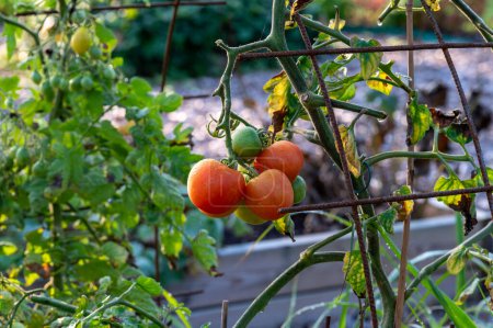 Téléchargez les photos : Cluster de tomates suspendus à l'extérieur à la lumière du matin Kumla Suède 27 septembre 2023 - en image libre de droit