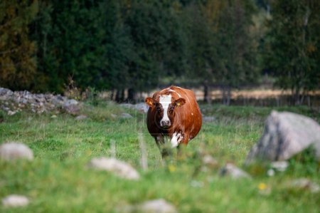 Foto de Vaca al aire libre en pastos comiendo hierba verde Hallsberg Suecia Octubre 4 2023 - Imagen libre de derechos