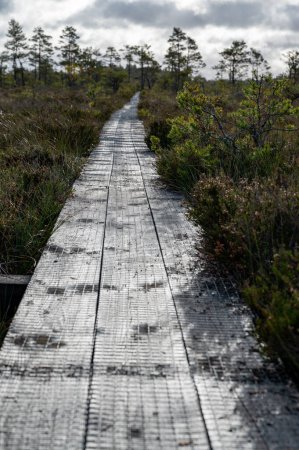 Foto de Tablero de madera de pato palmo para ayudarle sobre pantano grande Karnskogsmossen Motala Suecia Octubre 4 2023 - Imagen libre de derechos