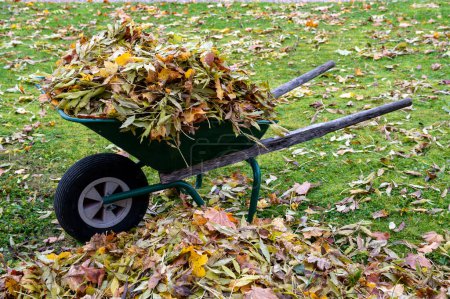 Photo for Wheelbarrow full of autumn colored leaves in garden Kumla Sweden October 28 2023 - Royalty Free Image