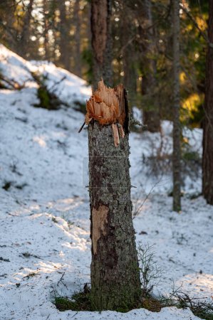 Foto de Tronco de árbol roto por fuertes vientos en enero Suecia 2024 - Imagen libre de derechos