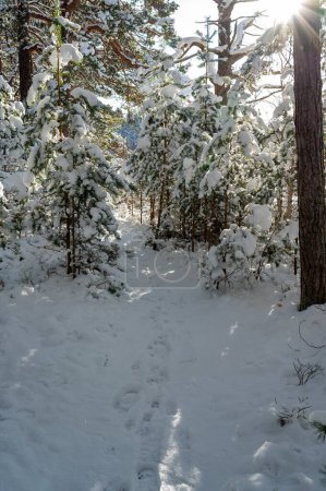 Backlight through trees down to trail in snow Motala Sweden February 9 2024