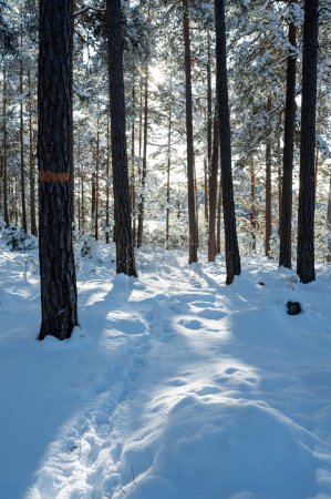 Backlight through trees down to trail in snow Motala Sweden February 9 2024