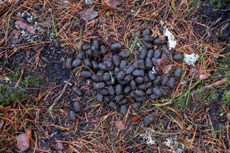 Droppings from deer on ground in forest Hallsberg Sweden February 23 2024